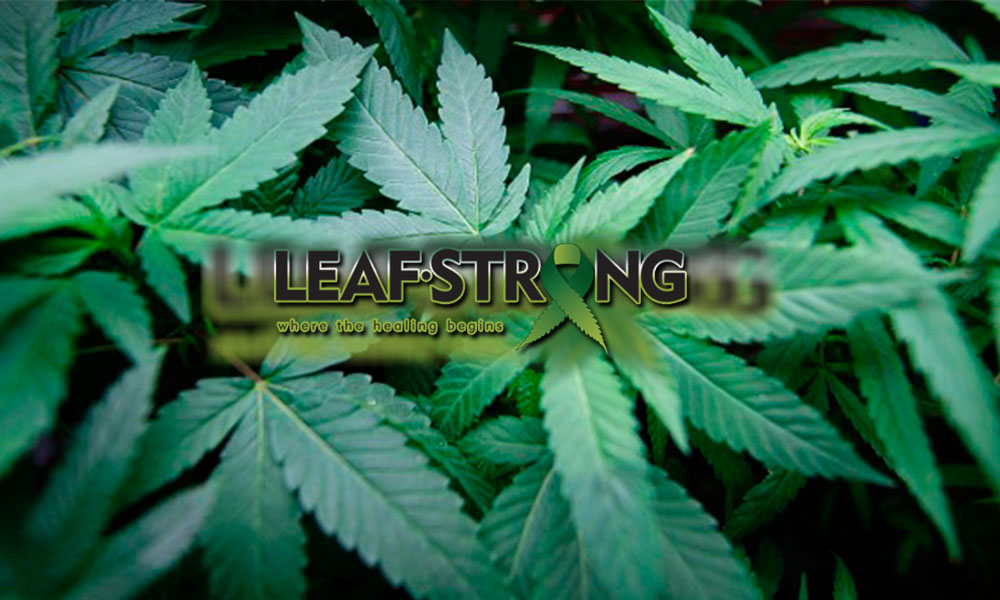 leafstrong_slides_blur